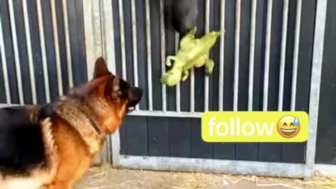 fight between a horse and a dog