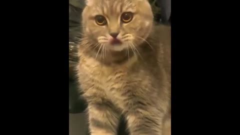 FUNNIEST ANIMAL🐮🐱 WILL sure make you die loughting🤣😱😂#cat