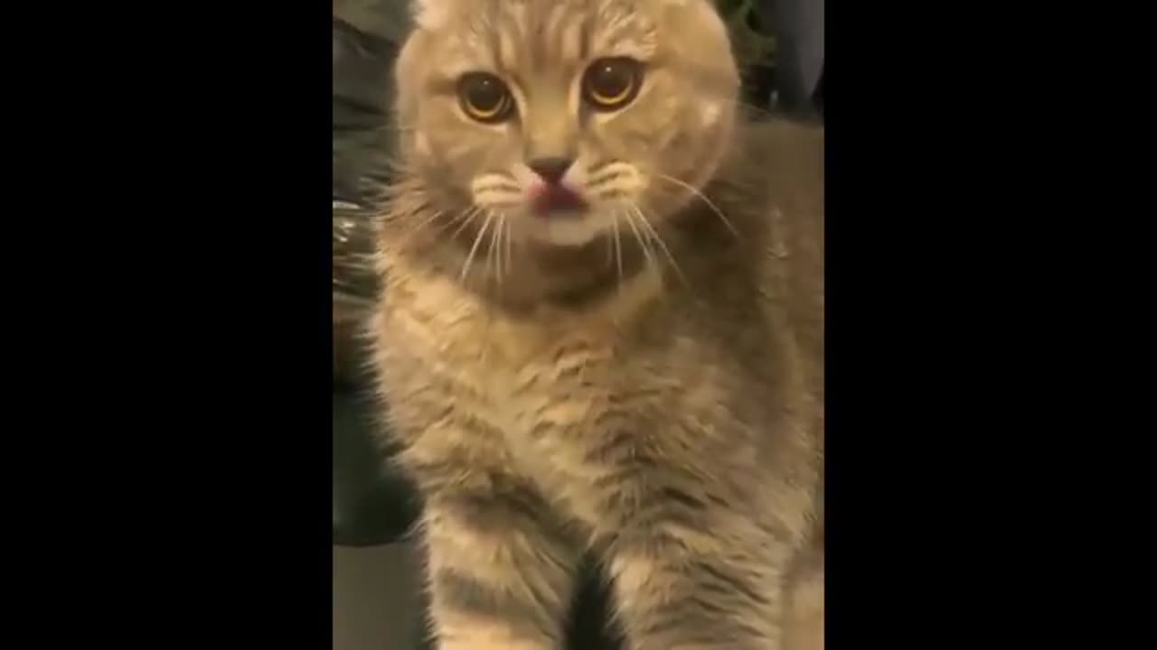 FUNNIEST ANIMAL🐮🐱 WILL sure make you die loughting🤣😱😂#cat