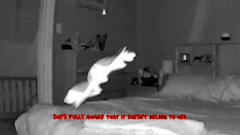 😱👻 GHOST in the Bed? Shocking Paranormal Activity in NY | TheHauntingHour