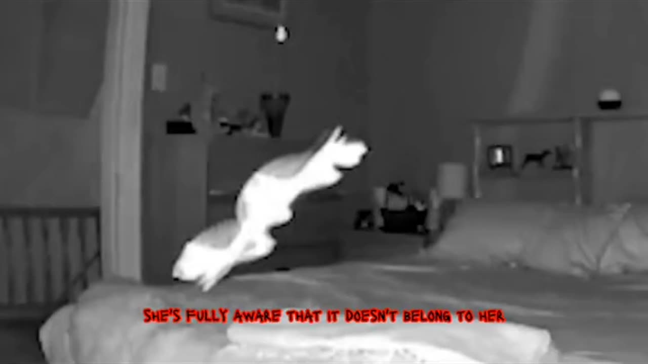 😱👻 GHOST in the Bed? Shocking Paranormal Activity in NY | TheHauntingHour
