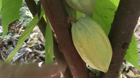 Cacao plantation Mae-On: 2025-02-01 03