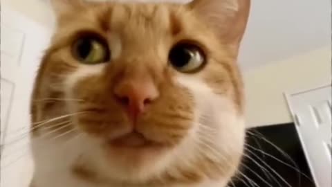 Cat sings viral song 🤣🎶😺 apt