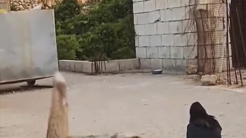 Fox and crow fight - FunkyPets4u #funny #funkypets4u #crow #funnypets