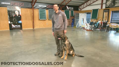 Protection Dog Training Behind scenes