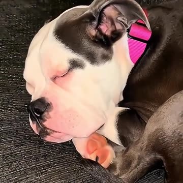 Funny Dog sleeping