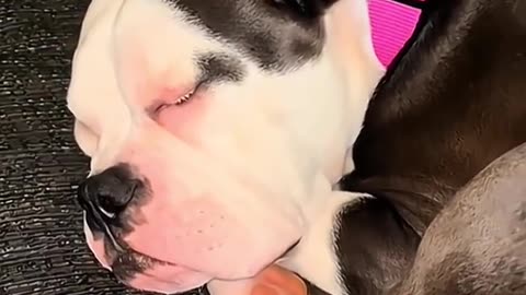 Funny Dog sleeping