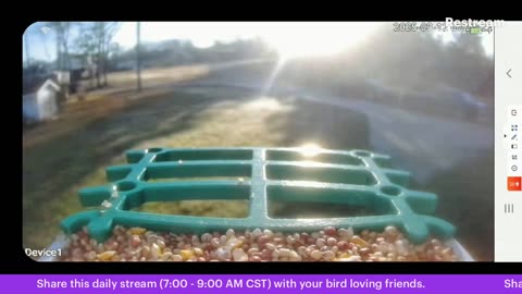 Bird Feeder Live 3-12