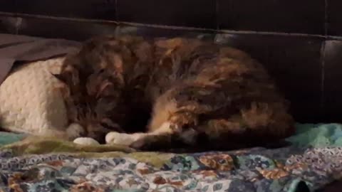 Cat's Blissful Sleep