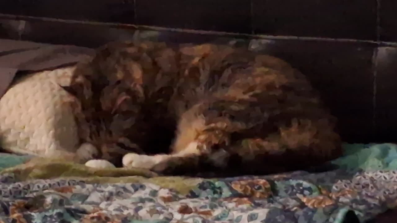 Cat's Blissful Sleep