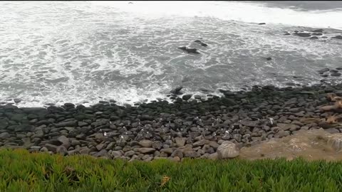 Children's Pool La Jolla California a place to see Seals and Sea Lions Dolphins Shark and huge waves