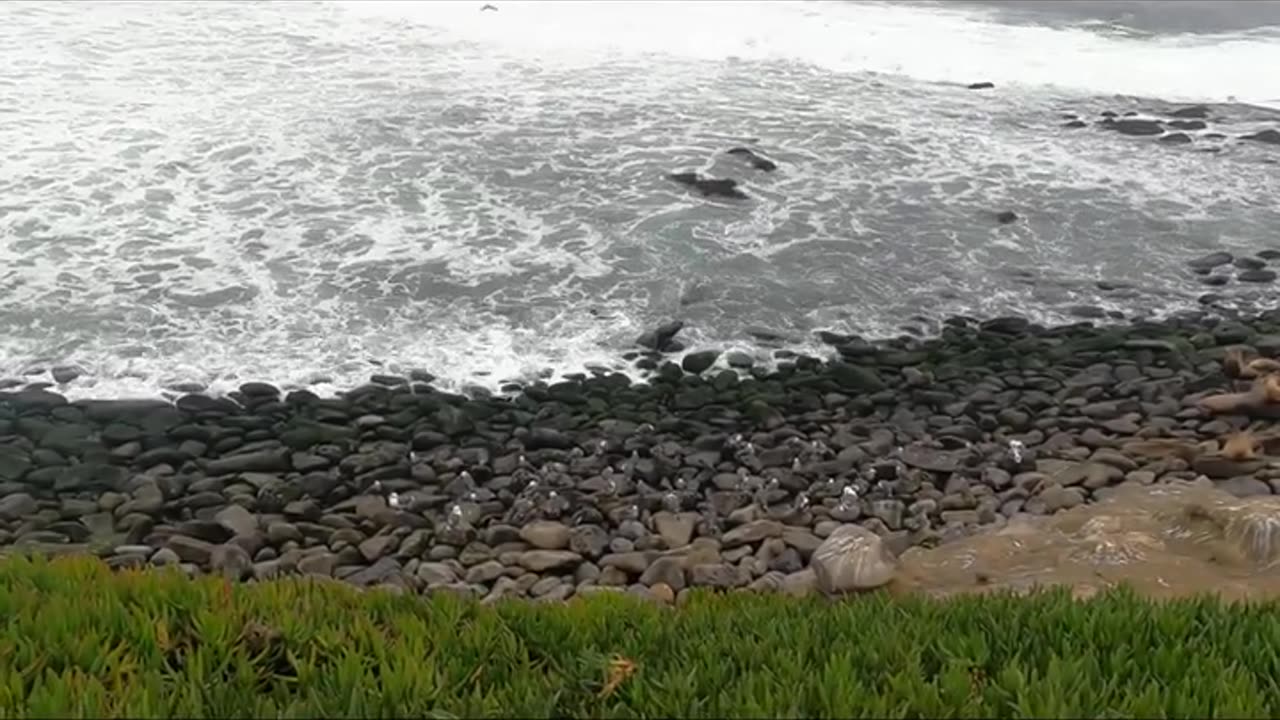 Children's Pool La Jolla California a place to see Seals and Sea Lions Dolphins Shark and huge waves