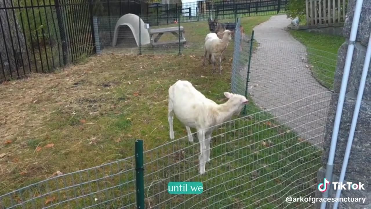 Shepherd and the sheep!