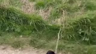 😂🐶 You Won't Believe This Adorable Pet! | FunFM