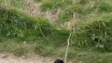 😂🐶 You Won't Believe This Adorable Pet! | FunFM