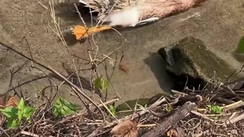 A duck sleeps in a cute way