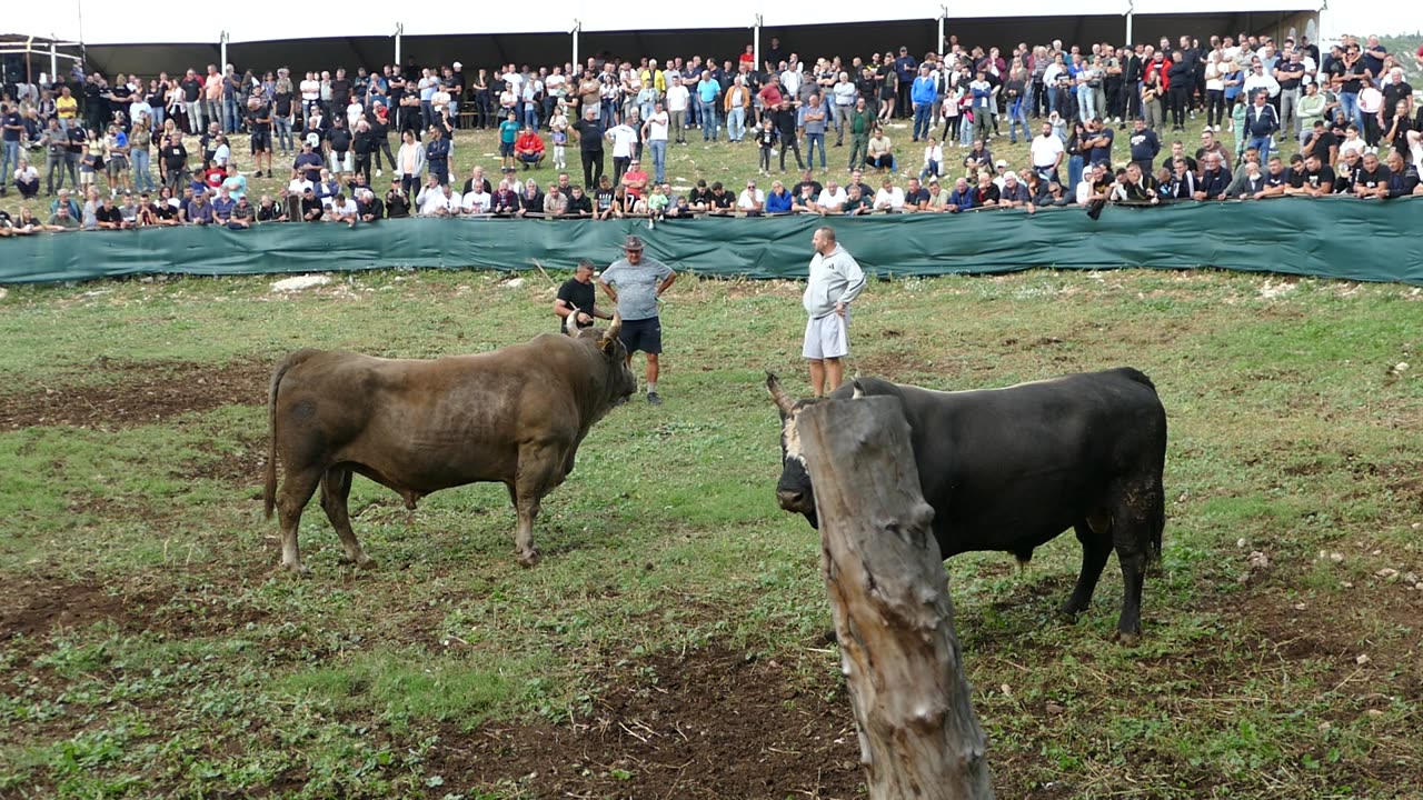 Buki od Hule vs Golub od Bekavca Šestanovac 2025
