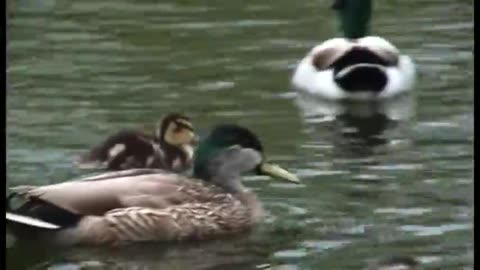 Kachňátka na Novém Zélandu