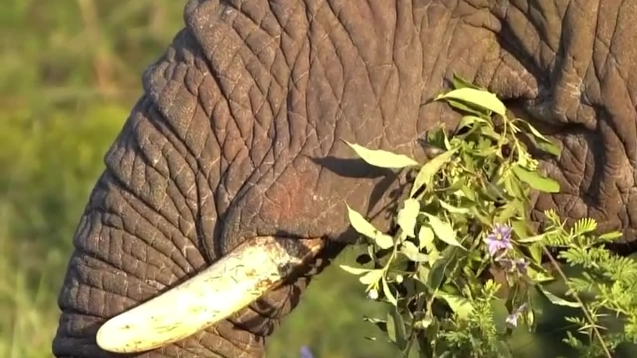 animals