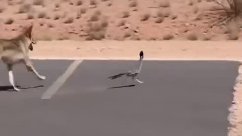 Coyote roadrunner IRL chase