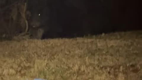 Black Bear Watches Campfire From The Shadows