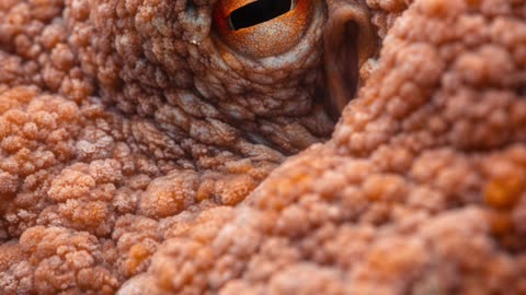 Ils n’ont rien vu venir… Pouvez-vous trouver l’animal ? 🐙They Never Saw It Coming… Can You Find