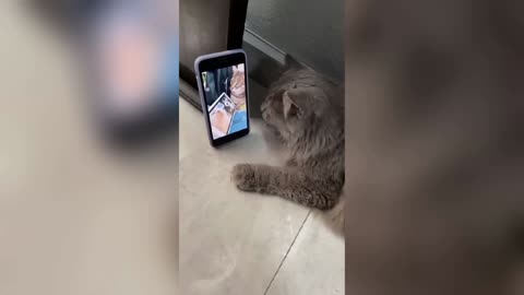 You Laugh You Lose😹🐕｜｜ Funniest Dogs and Cats 2025😜