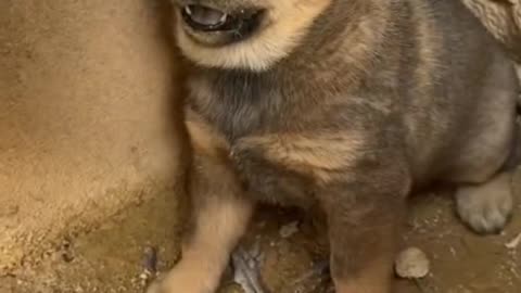 Dog's comedy Videos 🤣 | Funny Dog's and puppies video | On Live Camera