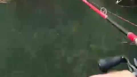 Catfish swallow aggressively