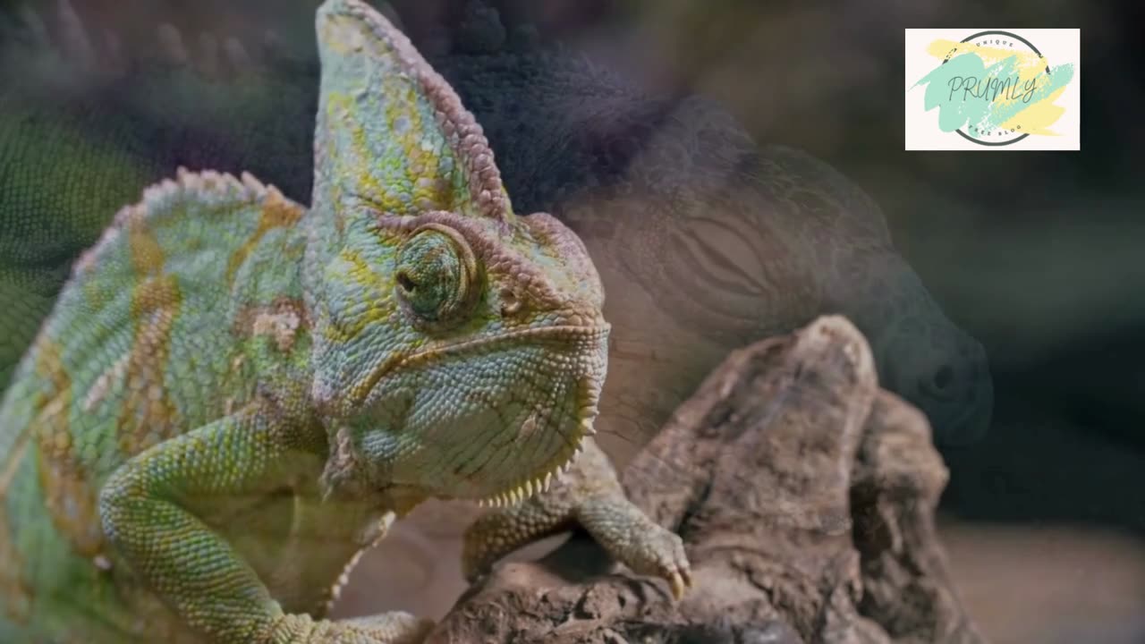 Watch How To Remove House Lizards