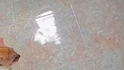 "Jealous Oyen! Twin Cats’ Adorable Drama on the Rattan Chair 😂🐾"