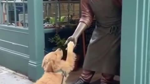 What a polite dog baby 🐶🥰