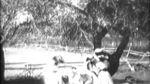 DOWN ON THE FARM [COMEDY] - DOWN ON THE FARM [COMEDY] - fc-fc-1571