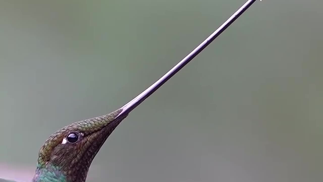 El increíble Pico Espada en acción