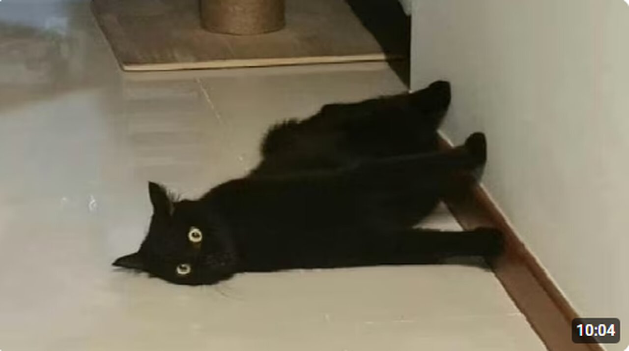 Cats forget to think.