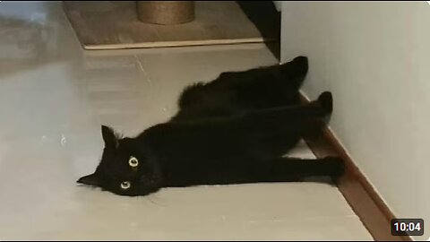Cats forget to think.