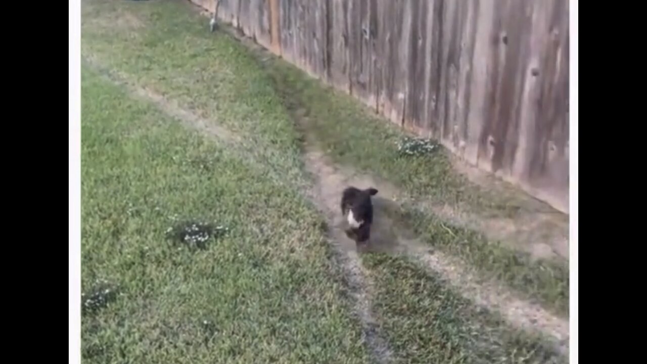 Bro Dog built himself a race track