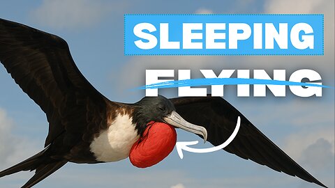 This Bird Sleeps in the Sky — Without Ever Landing