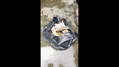 Fishing Vlogs