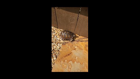 EASTERN BOX TURTLE