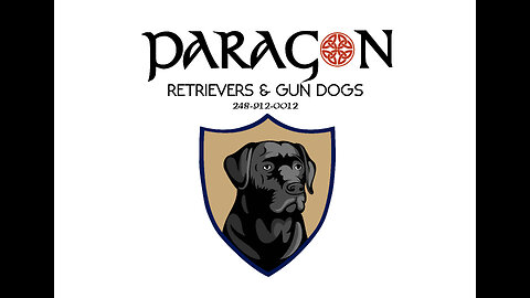 Deep Dive into Paragon Retrievers and Gun Dogs