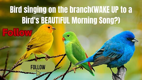 Bird singing on the branch(WAKE UP to a Bird's BEAUTIFUL Morning Song?)