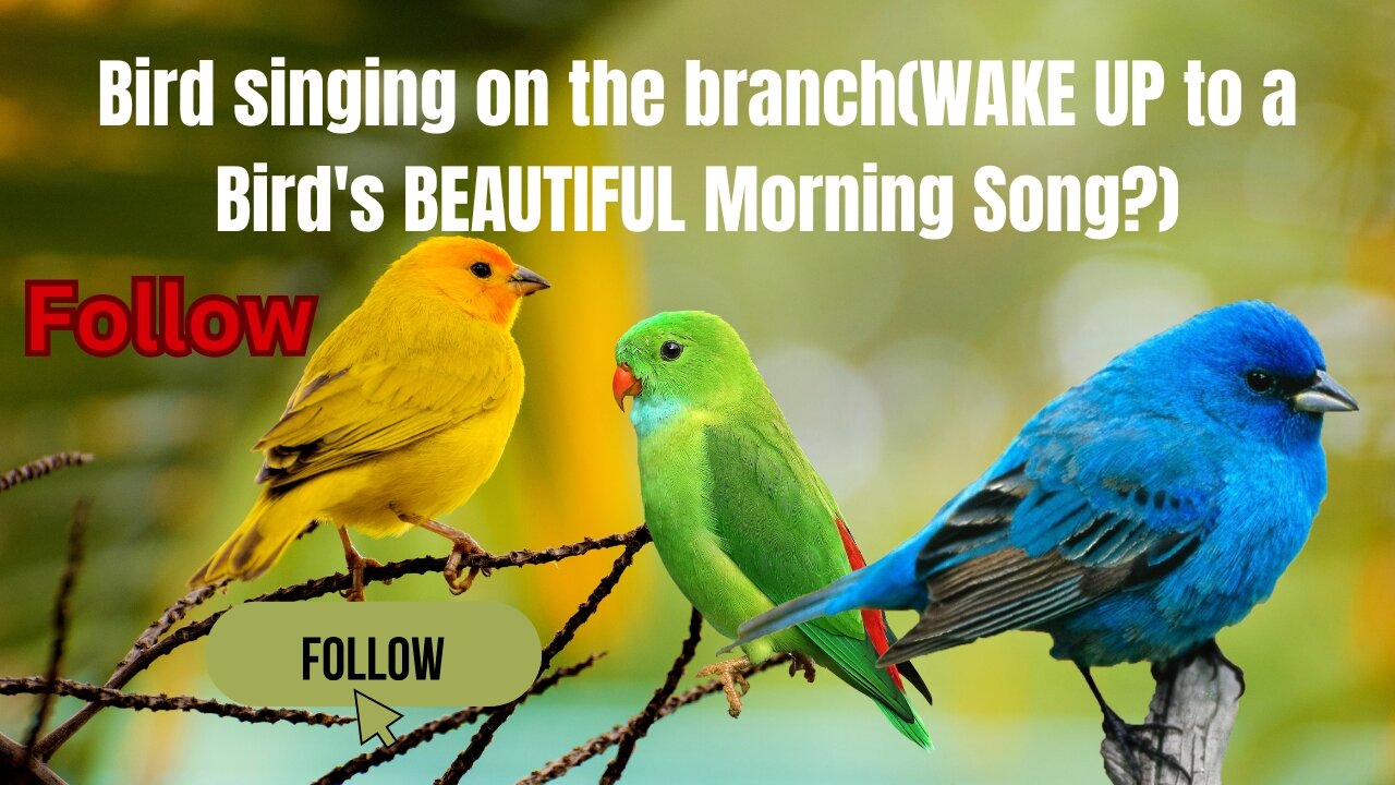 Bird singing on the branch(WAKE UP to a Bird's BEAUTIFUL Morning Song?)
