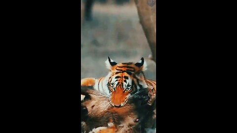 Epic wild animal fight. #viral.