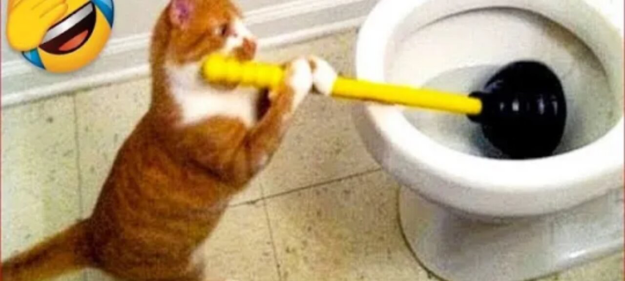 Funniest Cats Moments Ever | Try not to laugh!