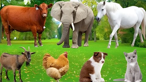 Cute Farm Animals: Sheep, Goat, Cow, Chicken, Rabbit, Pig, Duck, Buffalo, Dog, Parrot – Animal Video