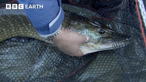 How to Catch a Fish in the Icy North Sea | BBC Earth Explore