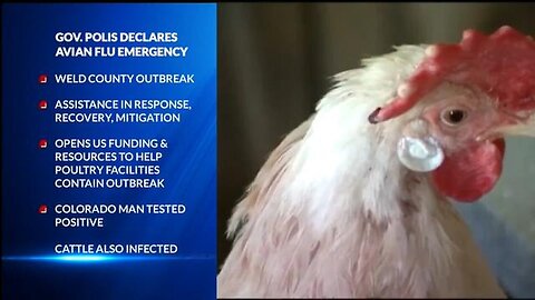 "Emergency Bird Flu Outbreak: Impending Cull of 1.8 Million Chickens Worldwide"