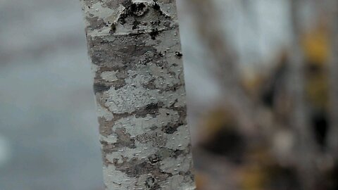 Trees During Fall