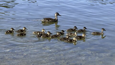 So Many Baby Ducks With One Duck Mom at Jackson Lake Wyoming Grand Teton National Park